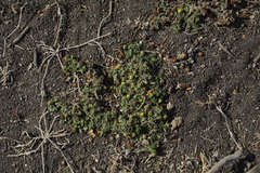 Grangea maderaspatana