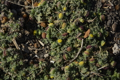 Grangea maderaspatana