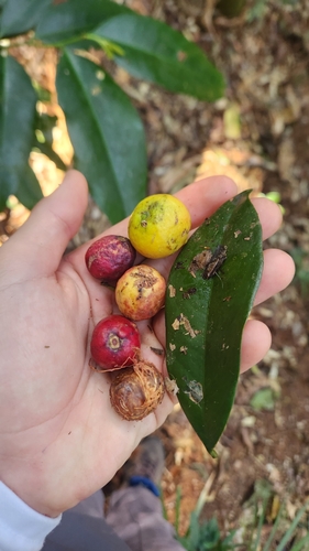 Eugenia flamingensis