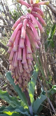 Veltheimia capensis