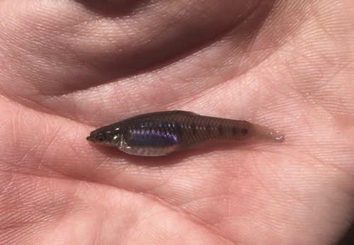 Tienvlek-levendbarende (Cnesterodon decemmaculatus) — Poeciliidae — 2