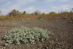 Heliotropium supinum