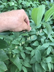 Polygonatum biflorum biflorum