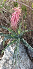 Veltheimia capensis