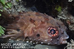 Cyclichthys orbicularis