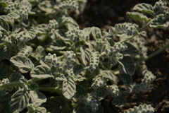 Heliotropium supinum