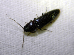 Melanotus castanipes