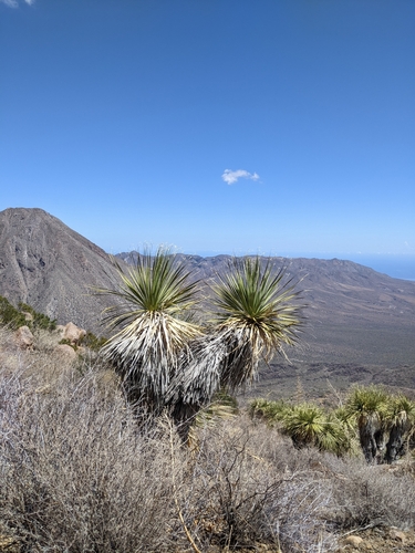Nolina brandegeei