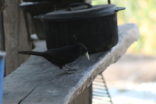 Solitary Cacique (Cacicus solitarius), photo 7