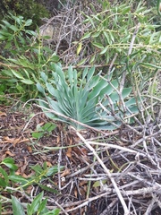 Boophone haemanthoides