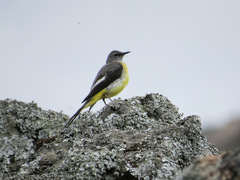 Motacilla cinerea patriciae