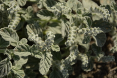 Heliotropium supinum