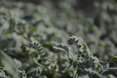 Heliotropium supinum