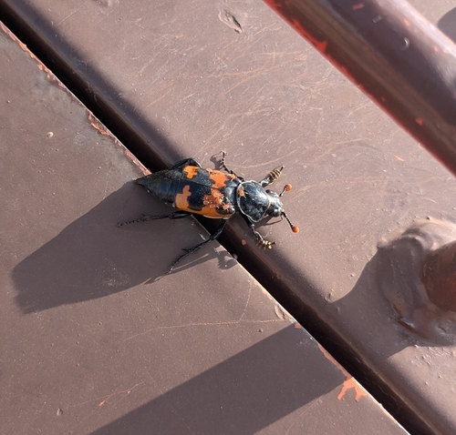 Margined Burying Beetle photo 4
