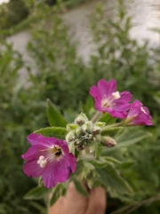 Epilobium hirsutum