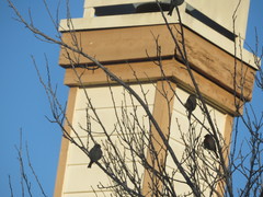 Haemorhous mexicanus