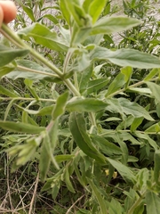 Epilobium hirsutum