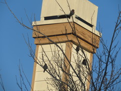 Haemorhous mexicanus