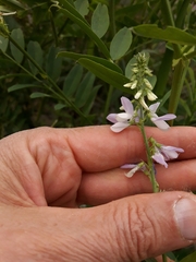 Galega officinalis