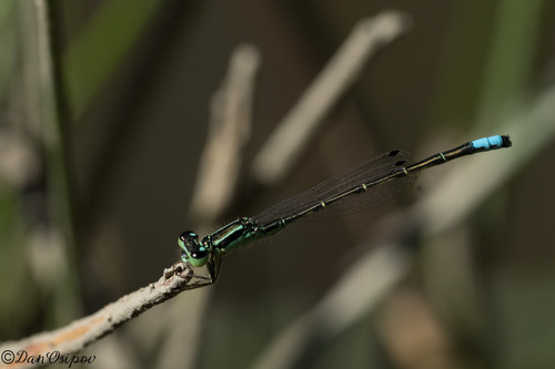 Western Forktail photo 4