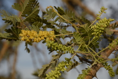 Prosopis cineraria