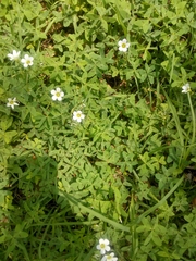 Oxalis