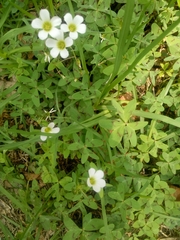 Oxalis