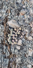 Gibbaeum dispar