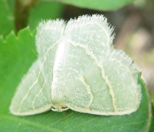 Blackberry Looper Moth photo 4