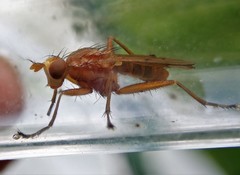 Tetanocera silvatica