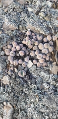 Gibbaeum dispar