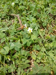 Oxalis