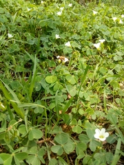Oxalis
