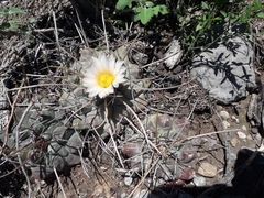 Thelocactus rinconensis multicephalus
