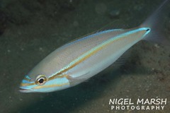 Pentapodus paradiseus