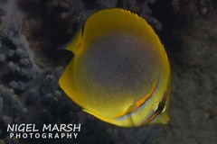 Chaetodon aureofasciatus