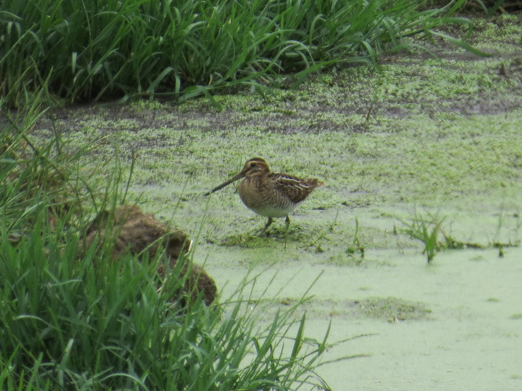 Common Snipe from Terceira Island, Azores on July 20, 2013 by Greg ...