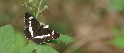 Eurasian White Admiral, 7106 Winterswijk Ratum, Nederland, photo 8 of 10
