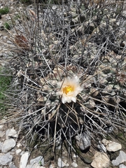 Thelocactus rinconensis multicephalus
