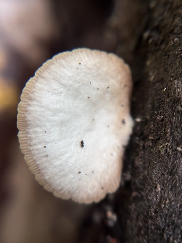Crepidotus observed 2024-09-07