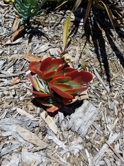 Kalanchoe luciae