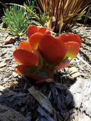 Kalanchoe luciae