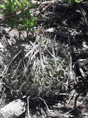 Echinofossulocactus lloydii