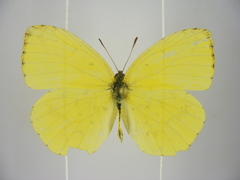 Eurema mandarinula