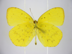 Eurema mandarinula