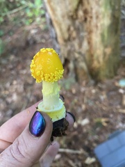 Frost's amanita (Amanita frostiana)