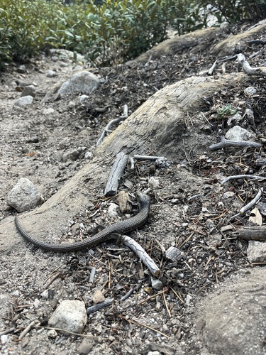 iNaturalist observation photo of Sierra Alligator Lizard