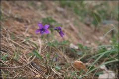 Viola mandshurica