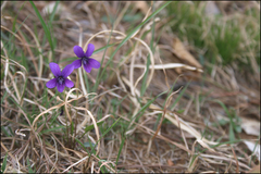 Viola mandshurica