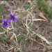 Manchurian Violet - Photo (c) Lee, seong-won, some rights reserved (CC BY-NC)